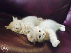 White Long Fur Kitten Litters