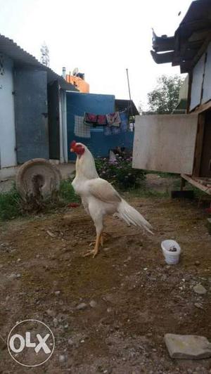 White Shamo Rooster