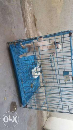 White Short Coat Puppy And Blue Wire Dog Crate