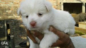 White Spitz Puppy
