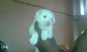 White pomeranian puppies available