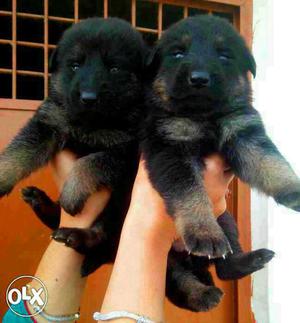 World best working dogs - (German sheprhd puppies and all