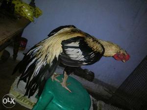 Yellow Black And White Rooster