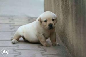 Yellow Labrador heavy Puppy