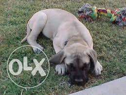 -my saf pet kennel-Bull Mastiff puppies available