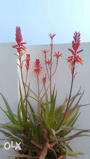 Aloe Vera plants, if u want then call or message.