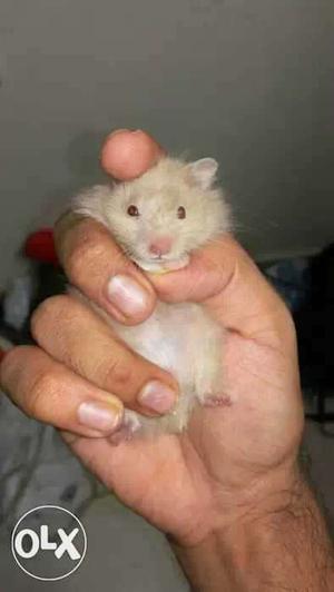 Baby hamsters so cute u simply can't resist call