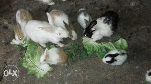 Group Of Rabbits