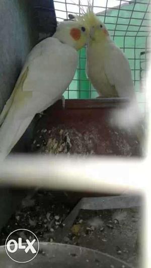 White And Yellow Parakeets