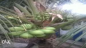 Coconut plants highbred Palakkadan quality plants