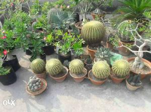 Cactus, Bonsai And Plants Lot