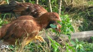 Chicken nattukozi for sale kg 160 only if buying