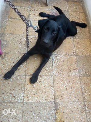 10 Month old black male Labrador dog for sell !!URGENT!!