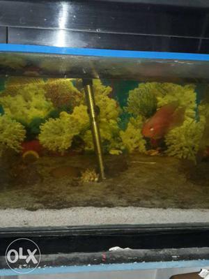 10 big size red parot fish 2 yellow parot 1 black Oscar 2