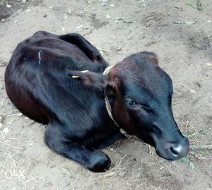 10 months old Calf(moori) at Thriprayar,Thrissur