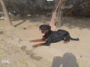 11 mnths female Rottweiler for sale plz contact on