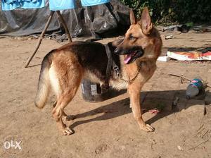 19 months old gsd female,, top qlty