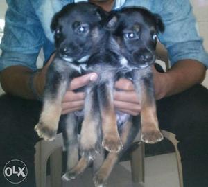 2 Black And Tan Belgian Malinois Puppies
