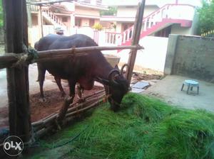 2 Black Godavari beed Buffalos 2nd delivery and first