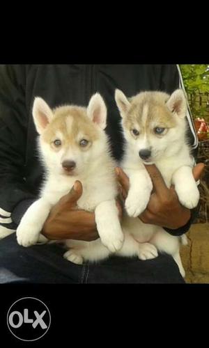2 Copper Siberian Husky Puppies