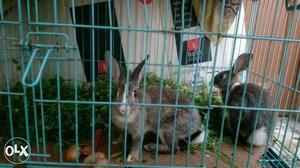 2 Russian breed rabbits with big size cage