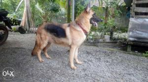 2 years old GSD female for sale