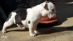 3 Amrican Bully Pocket Size Puppy one Month Old