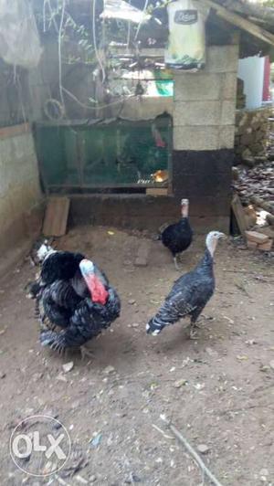 3 Black Turkey