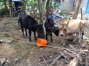 3 cows for sale in kottayam.chengalam