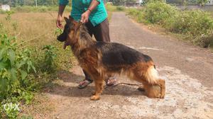 3 year old champion long coat GSD female (import line)