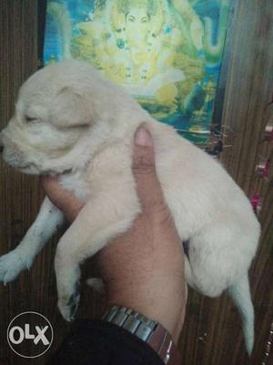 30 days old golden Labrador(male) puppy for. only
