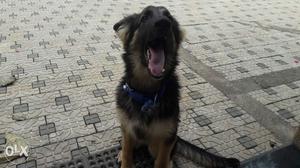 5 month old German Shepherd female.cute and all