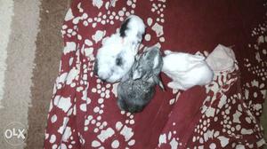 6 Rabbits age only 13 days.. per ps rs150