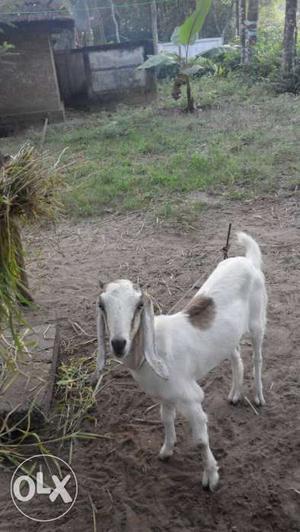 8 month old jamnapyari female goat.. Mavelikara.