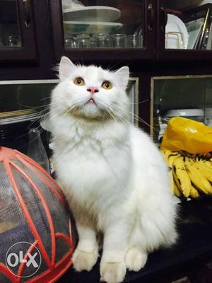 8 month old male doll face persian cat