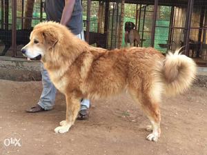 8 months Tibettian mastiff female for sale