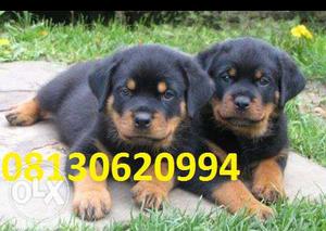 Active kennel IN Rottweiler puppy very show quality super