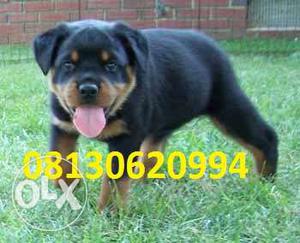 Active kennel IN Tops Very Rottweiler puppies High Quality