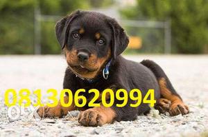 Active kennel at Apple face top Rottweiler puppies for sell