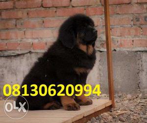 Active kennel at Import line KCI Gud Tibetan mastiff puppies