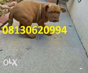 Active kennel at Imported Gud male French mastiff puppies