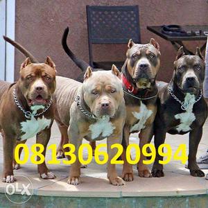 Active kennel at Show qualiity PitBull puppies gud male very