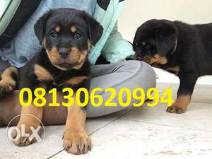 Active kennel at rottweiler puppies Super healthy active for