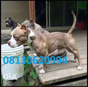 Active kennel at top PitBull puppies at reasonable price