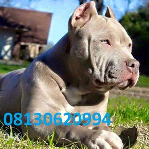 Active kennel in PitBull puppies gud male Very very good for