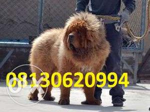 Active kennel in TOp very Tibetan mastiff puppies Best