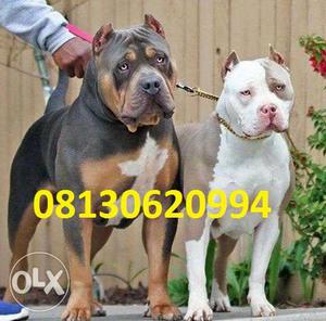Active kennel in top Pitbull puppies very GUd male very
