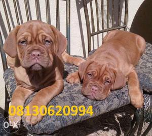 Active kennel u French mastiff puppy very high quality in