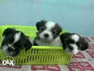 Ahmdabad:-- Good Watchdog's" All Puppeis Pets