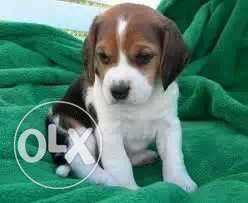 Ahmdabad:-- Intelligence Dog's" All Puppeis Pets